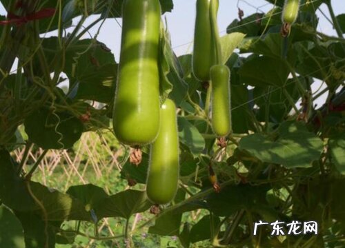 瓠子是什么季节的菜