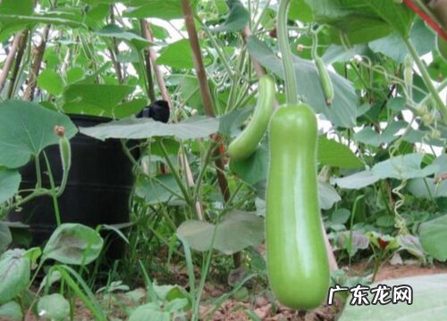 瓠子是什么季节的菜