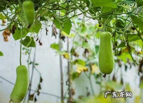 瓠子是什么季节的菜