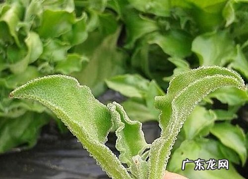 冰草是什么季节的菜