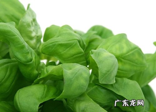 冰草是什么季节的菜
