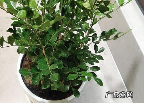 九里香盆景修剪最佳时间