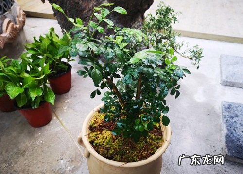 九里香盆景修剪最佳时间