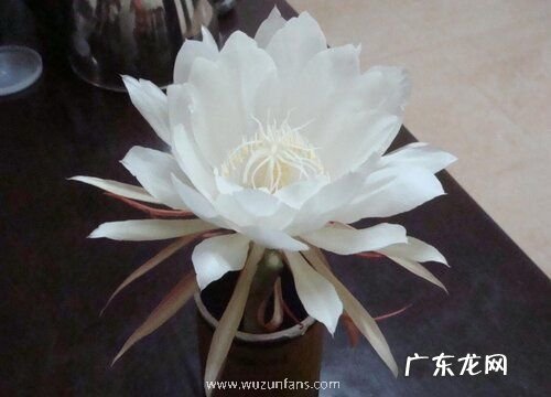 晚上开花的植物有哪些