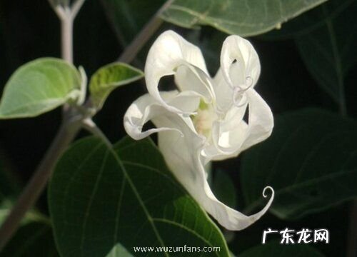 晚上开花的植物有哪些