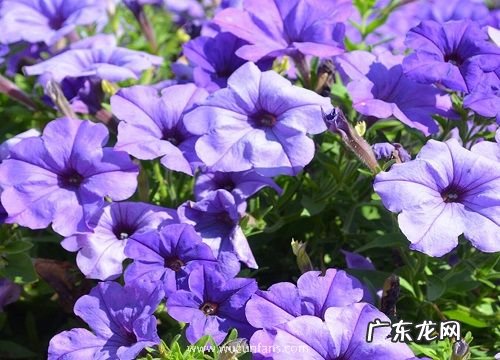 晚上开花的植物有哪些