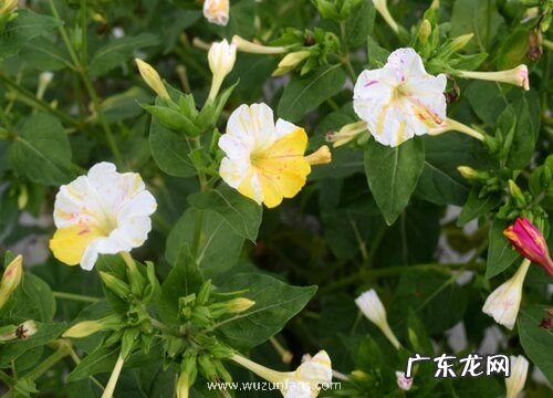 晚上开花的植物有哪些