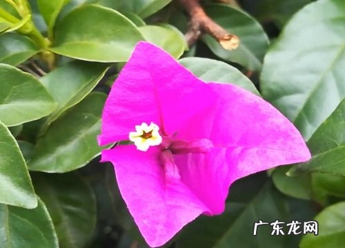 三角梅可以水养吗