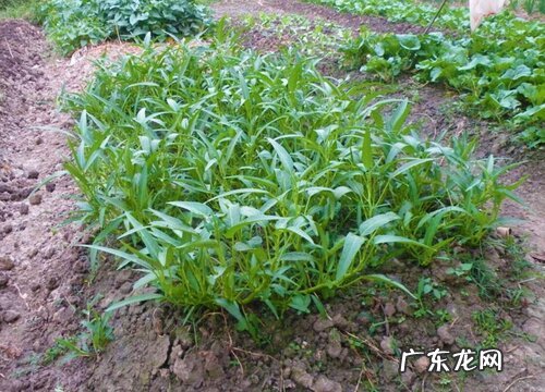 通菜是什么季节的菜