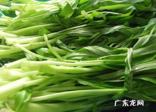 通菜是什么季节的菜