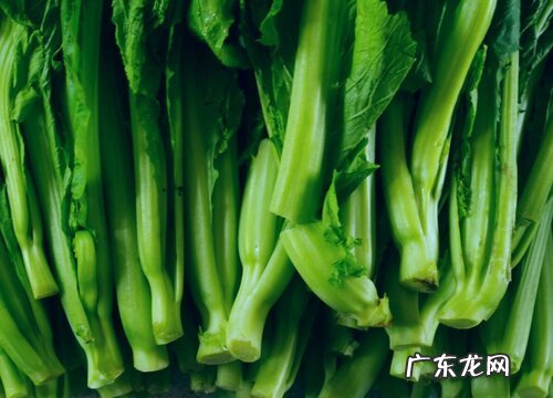 通菜是什么季节的菜