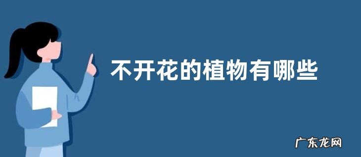 不开花的植物有哪些