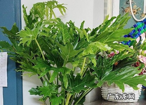 不开花的植物有哪些