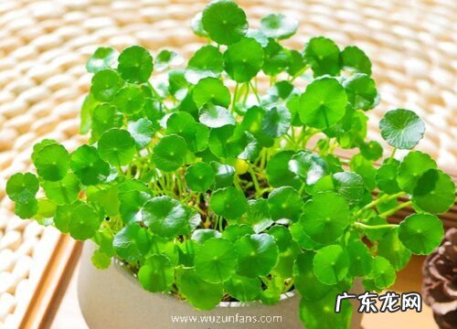 金钱草又叫什么名字