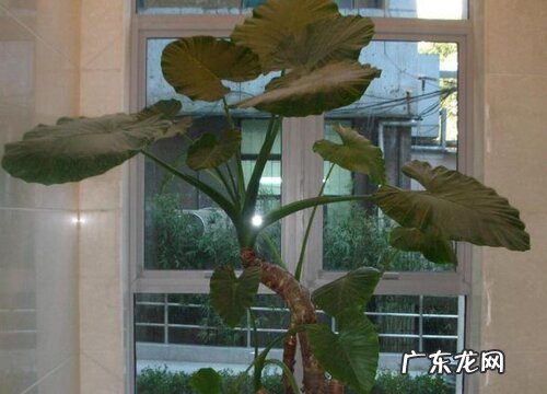 滴水观音什么时候换盆合适