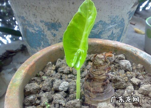 滴水观音什么时候换盆合适