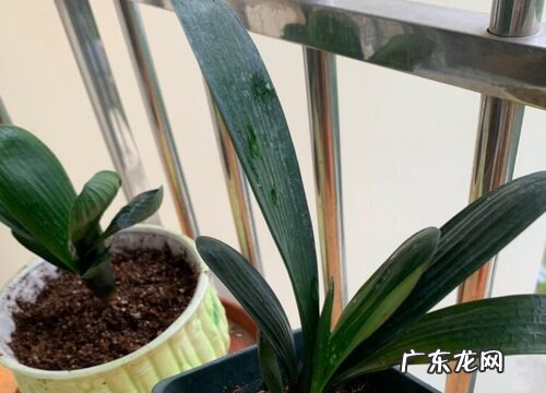 和君子兰很像的草