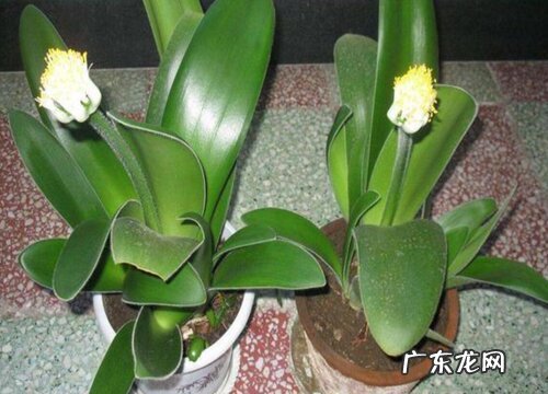 和君子兰很像的草