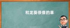 和龙葵很像的草