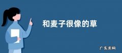 和麦子很像的草