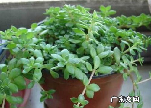 和蚂蚁菜很像的草