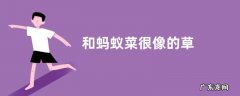 和蚂蚁菜很像的草