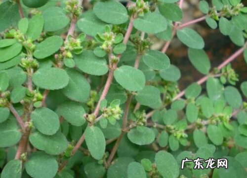 和蚂蚁菜很像的草