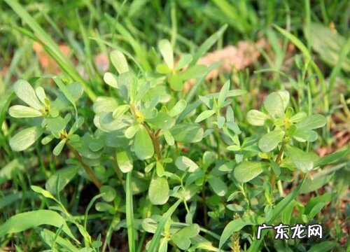 和蚂蚁菜很像的草