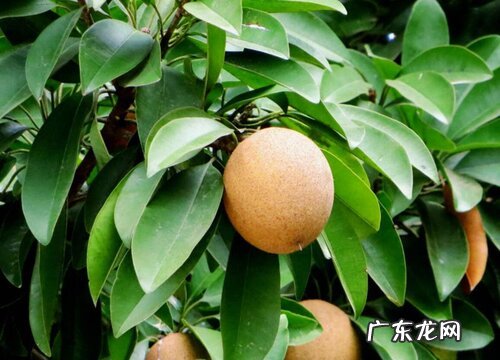 人参果是上火还是降火