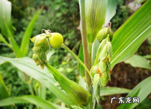 薏米和草珠是一种植物吗