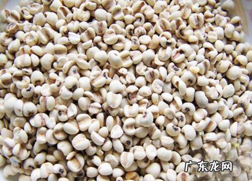 薏米和草珠是一种植物吗