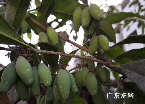 桂花和肉桂是一种植物吗