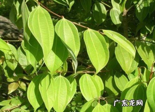 桂花和肉桂是一种植物吗