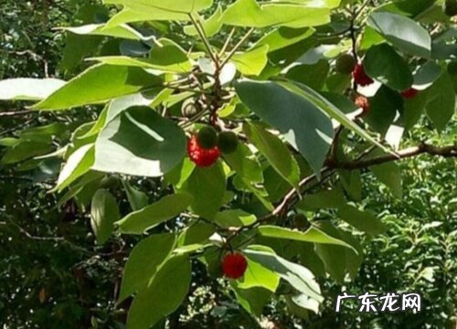 褚树和构树是一种树吗