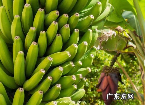 香蕉怎么看熟没熟