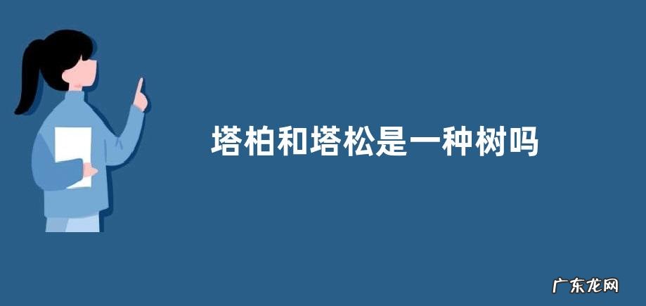 塔柏和塔松是一种树吗