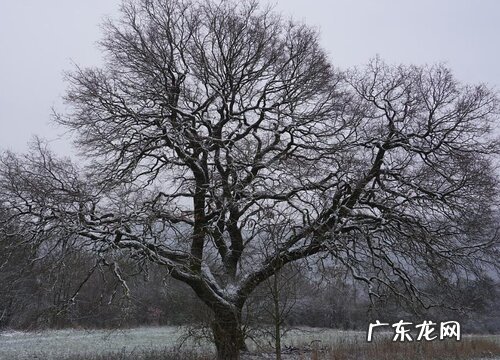 橡胶树和橡树是一种树吗