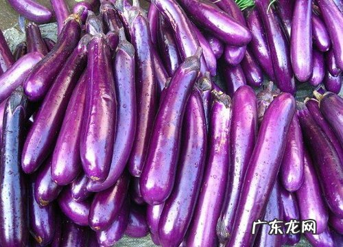 茄子怎么看熟没熟