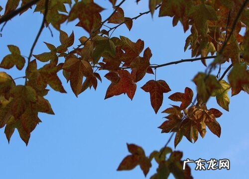 秋枫和红枫是一种树吗