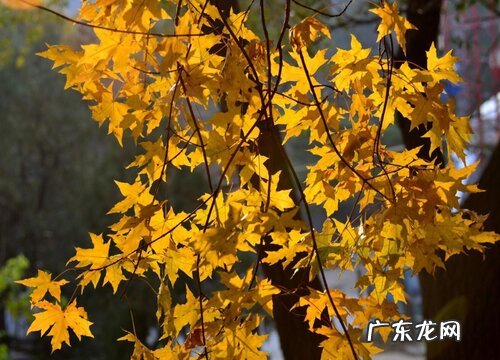 秋枫和红枫是一种树吗