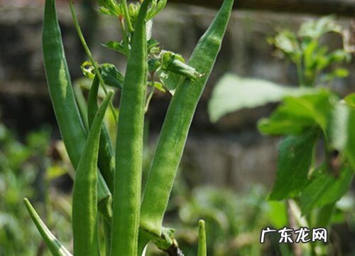 秋葵什么时候播种最好