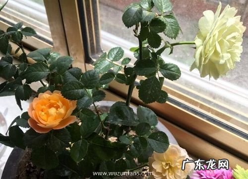 盆栽月季冬天怎么养护