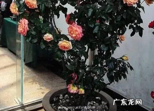 盆栽月季冬天怎么养护