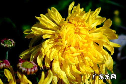 菊花什么时候开花季节 一般几点钟开放