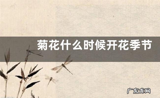 菊花什么时候开花季节 一般几点钟开放