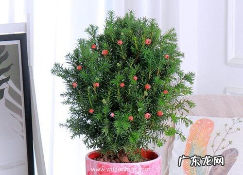 红豆杉盆景怎么修剪方法