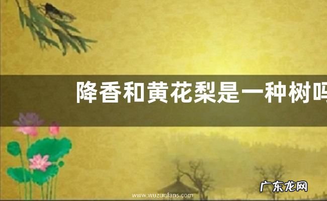 降香和黄花梨是一种树吗