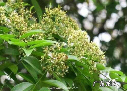 降香和黄花梨是一种树吗