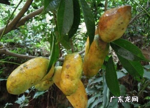 八月炸和九月黄是一种水果吗