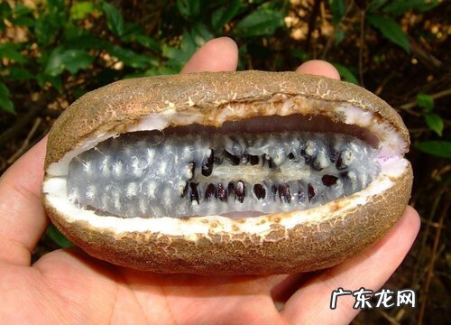 八月炸和九月黄是一种水果吗